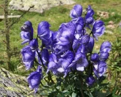 aconitum napelus