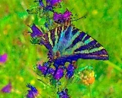 mariposa