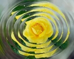rosa para chuscarmen