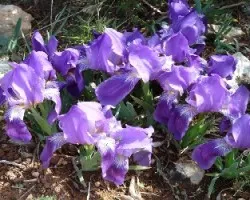 iris planifolia