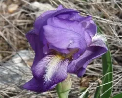 iris planifolia