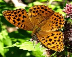 mariposa