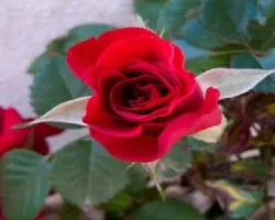 rosa roja