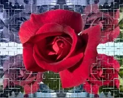 otra rosa