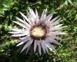 carlina acaulis