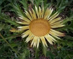 carlina acaulis