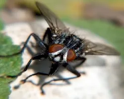 mosca