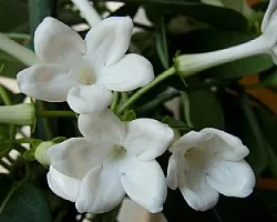 jazmin de Madagascar