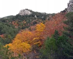 hayedo