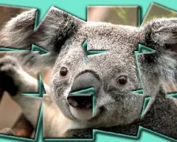 koala
