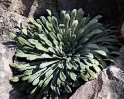 Saxifraga longifolia