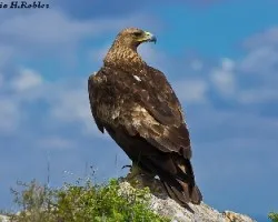Aquila chrysaetos