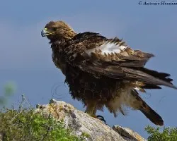 Aquila chrysaetos