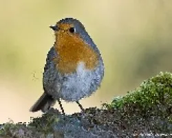 Erithacus rubecula