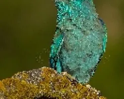 Coracias garrulus