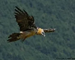 Gypaetus barbatus