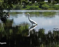 Ardea alba
