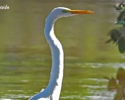 Ardea alba
