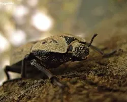 Escarabajo