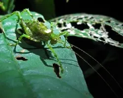 Camuflado