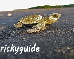 Lepidochelys olivacea