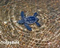 Lepidochelys olivacea