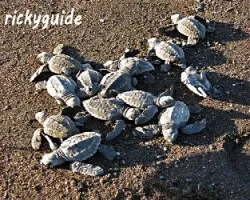 Lepidochelys olivacea