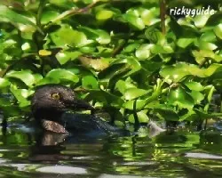 Tachybaptus dominicus