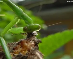 Posta para mantis