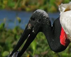 Jabiru mycteria