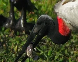 Jabiru