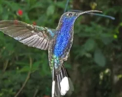 Campylopterus hemileucurus
