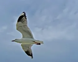 gaviota plateada