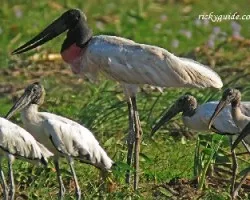 Jabiru mycteria