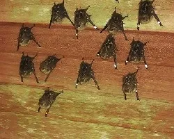 murcielagos