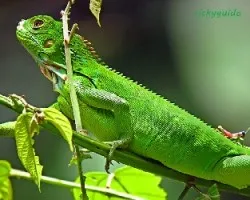 Iguana iguana