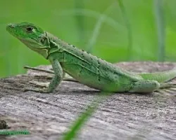Norops sp ???