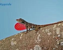 Norops sp ???