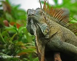 Iguana iguana