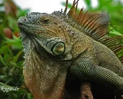 Iguana iguana