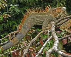 Iguana iguana