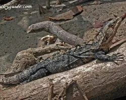 Ctenosaura similis