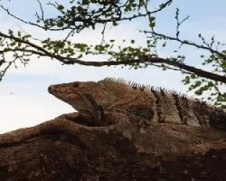 Ctenosaura similis