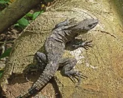 Ctenosaura similis