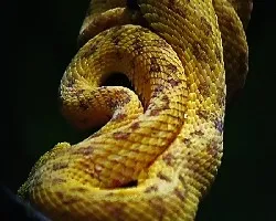 Bothriechis schlegelii