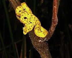 Bothriechis schlegelii