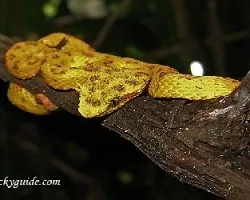 Bothriechis schlegelii