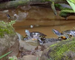 Tortuga