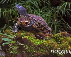 Tortuga