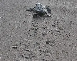 Lepidochelys olivacea